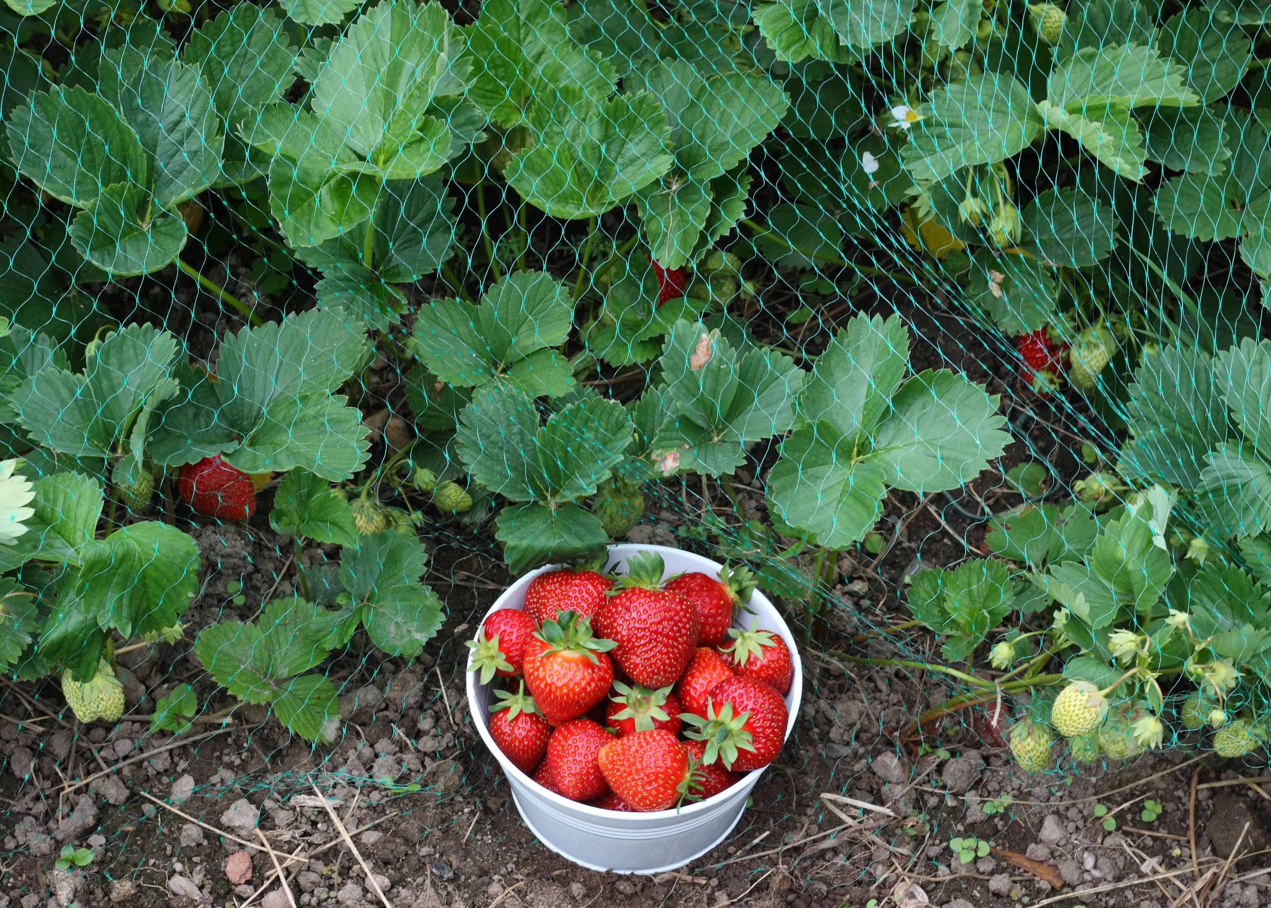 strawberries growing under protective netting
