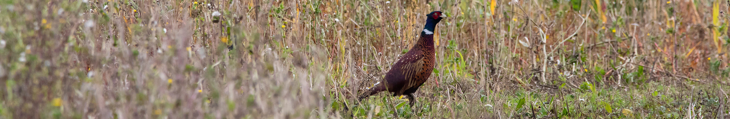 Game Bird Netting