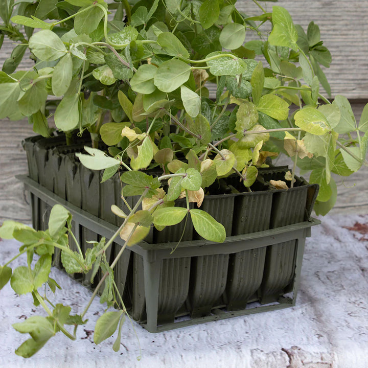 rootrainers with sweatpeas growing