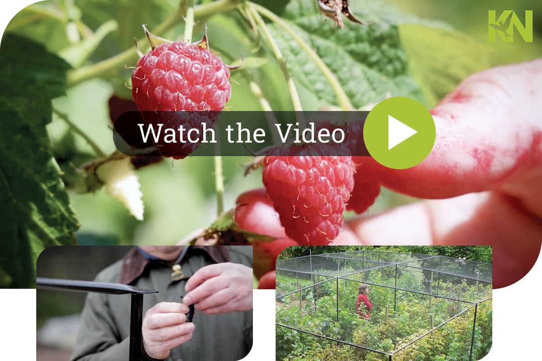 fruit cage video