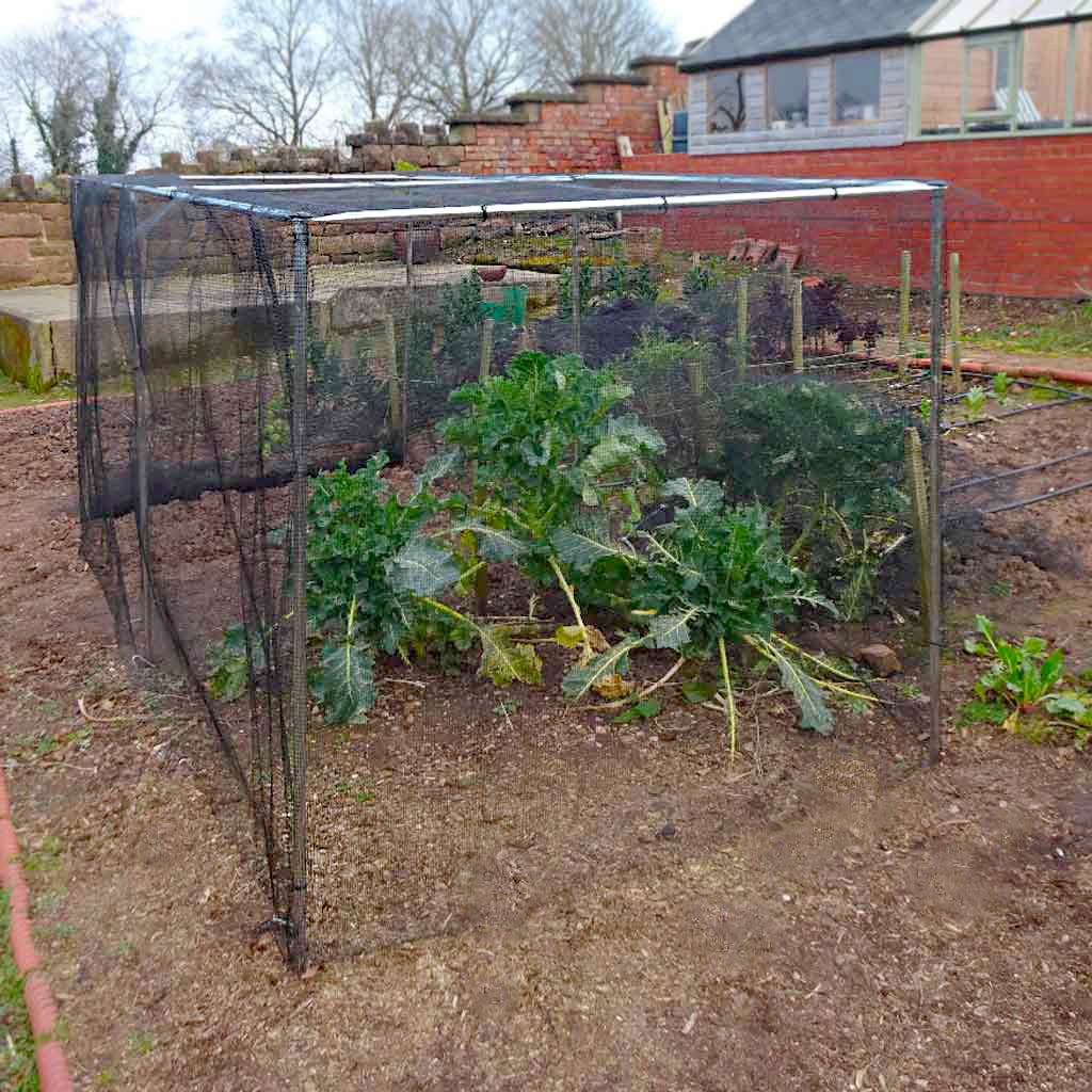 veg cage over veg