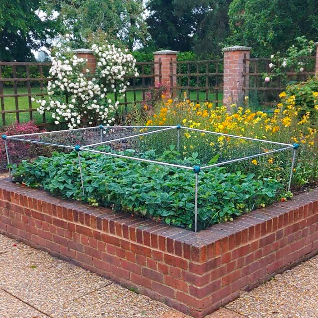 Strawberry Cage - Knowle Nets