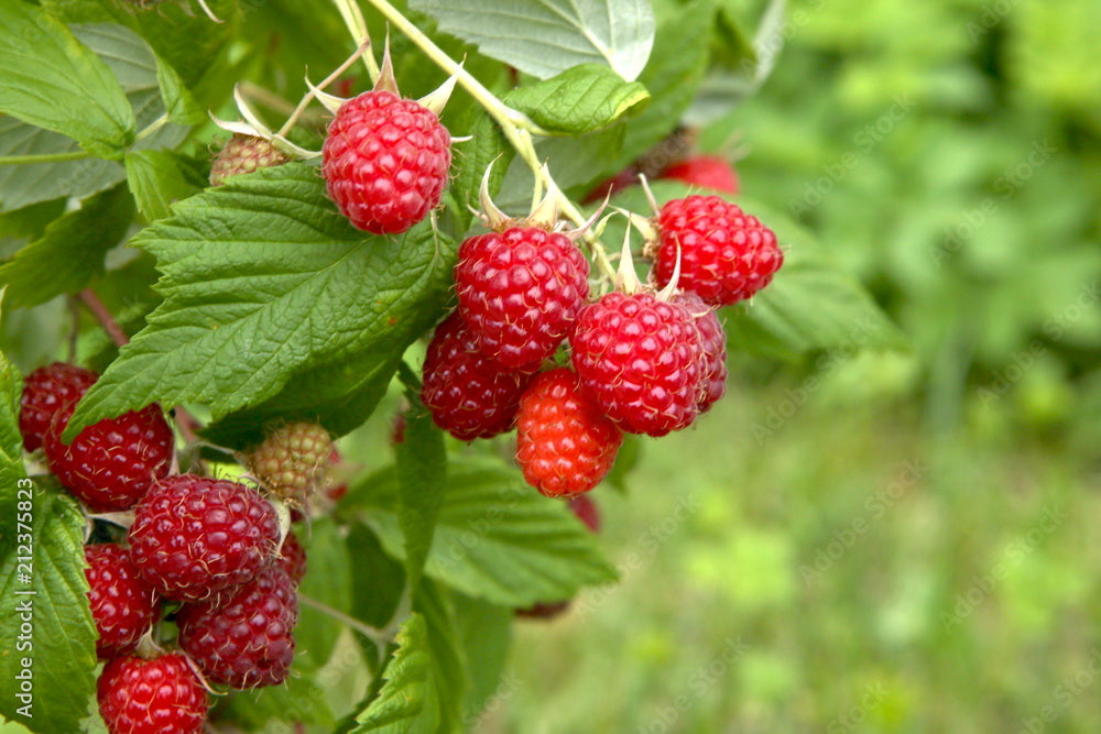 growing raspberries in a fruit cage