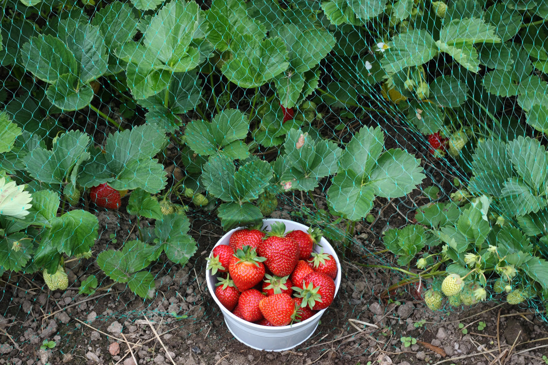 garden netting over strawberries