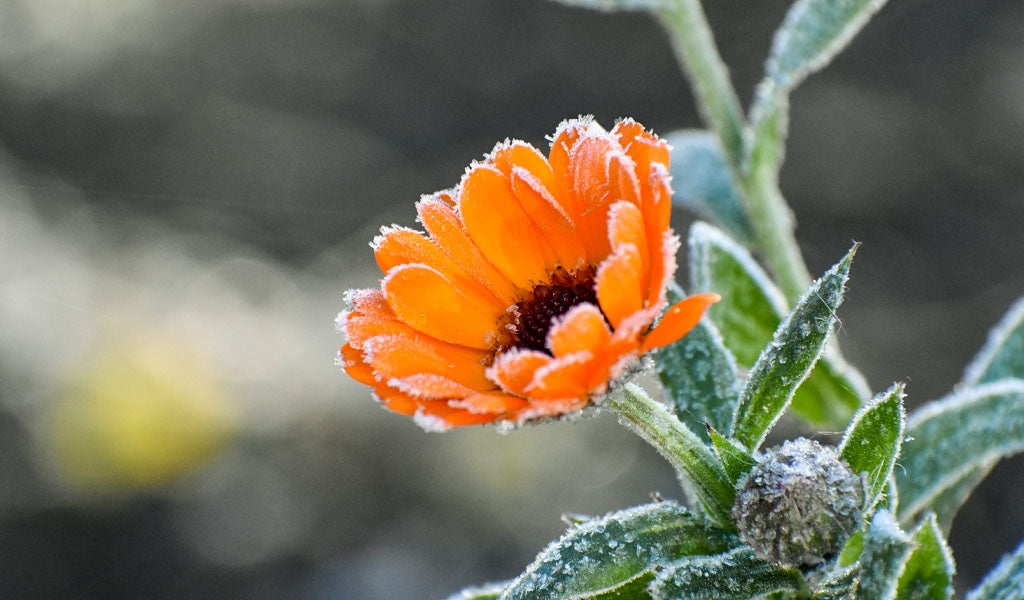 a frost covered flower