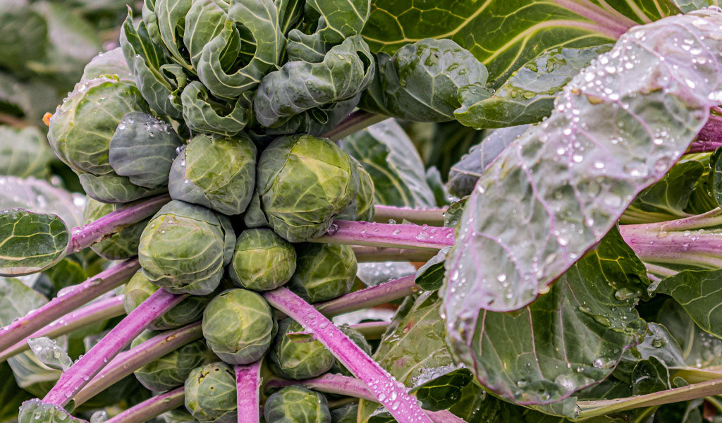 growing Brussel sprouts
