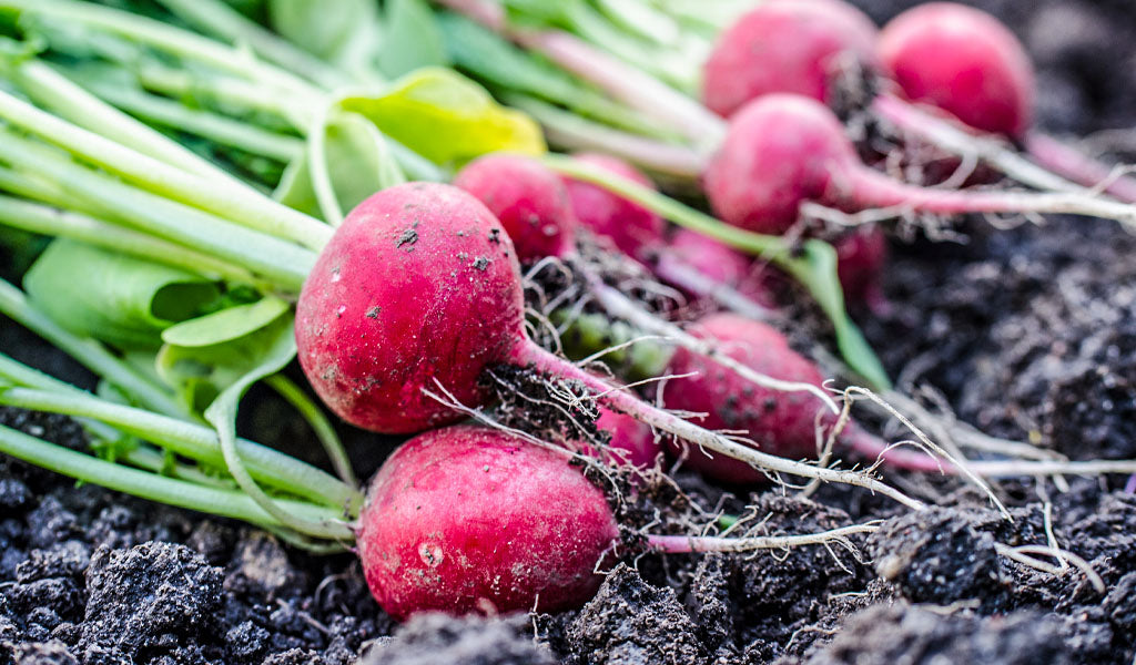 Radishes Grow Guide