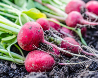 Radishes Grow Guide