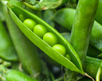 Peas Grow Guide