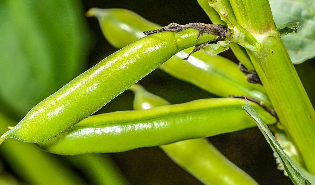 Broad Beans Grow Guide