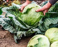 Cabbages Grow Guide