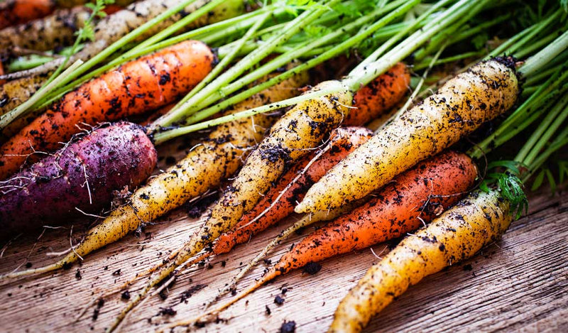 Carrots Grow Guide