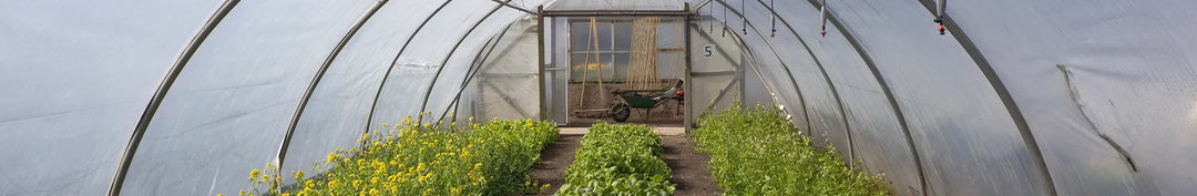 crops thriving in polytunnel