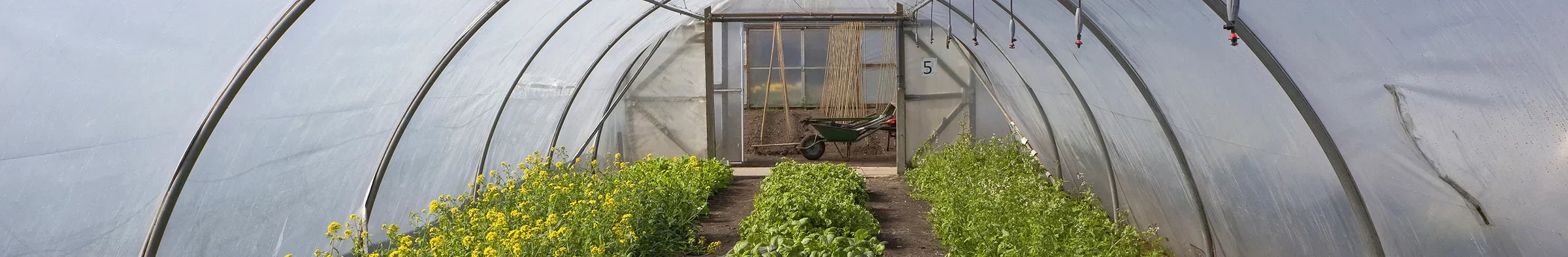 crops thriving in polytunnel