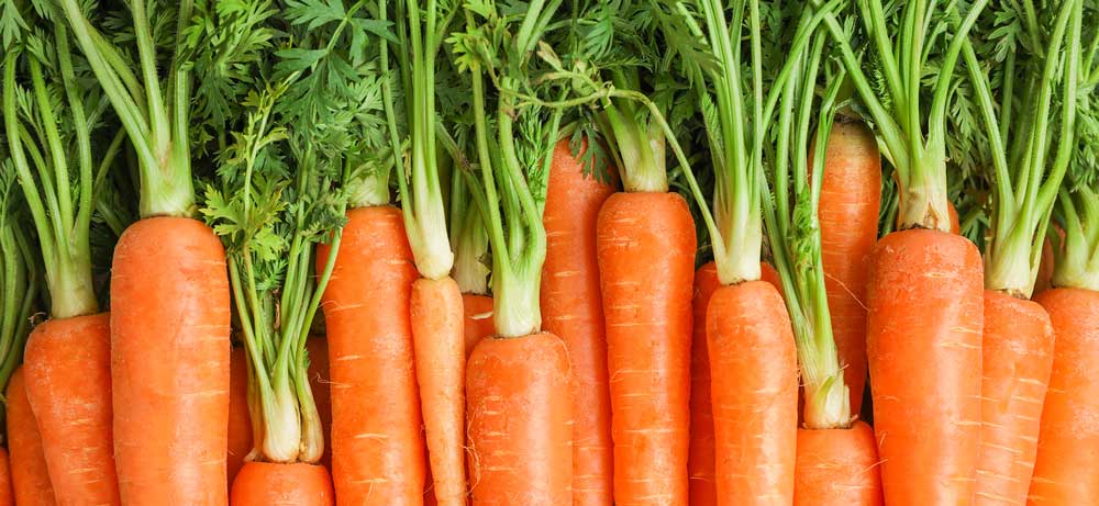 fresh carrots in a line