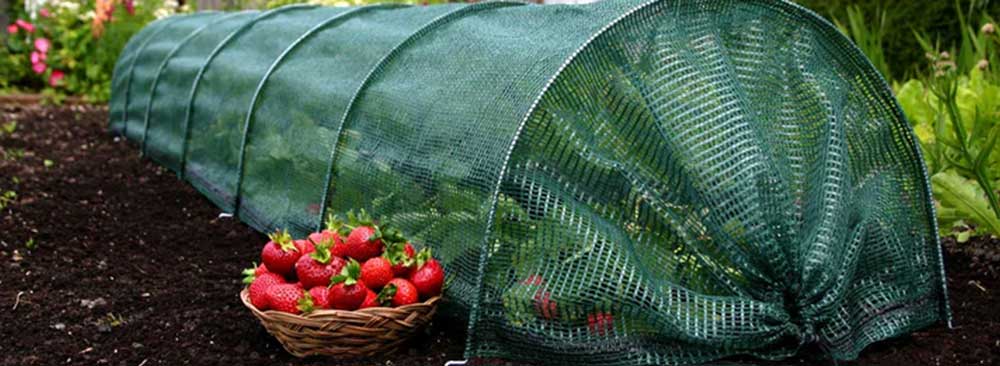 vegetables growing under a tunnel with a protective mesh