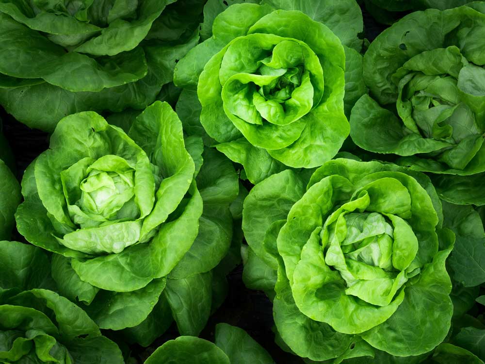 Extending Your Growing Season With Garden Cloches And Polytunnels