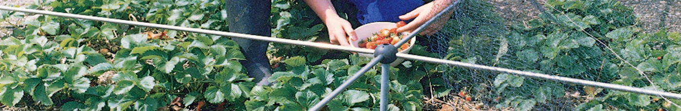 Allotment Fruit Cages