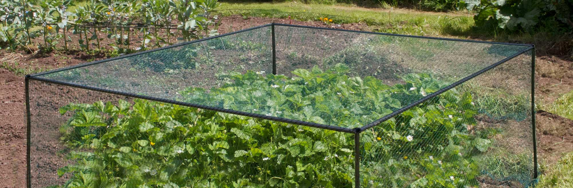 Vegetable Cages