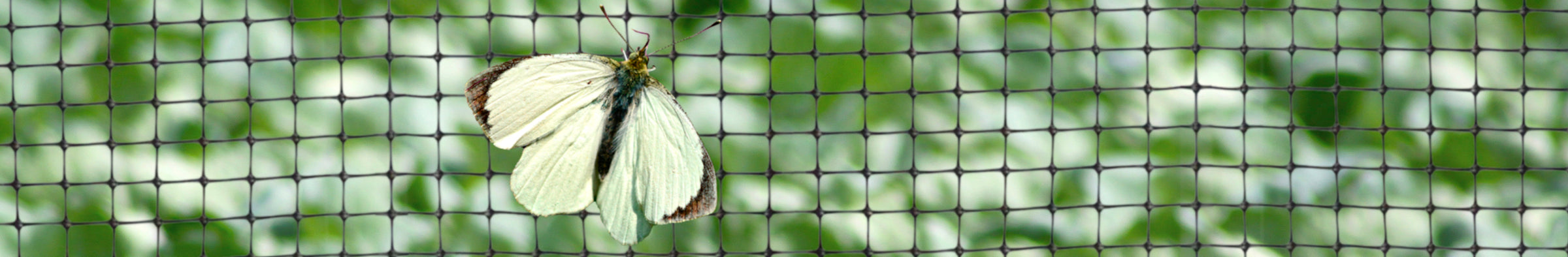 Butterfly Netting