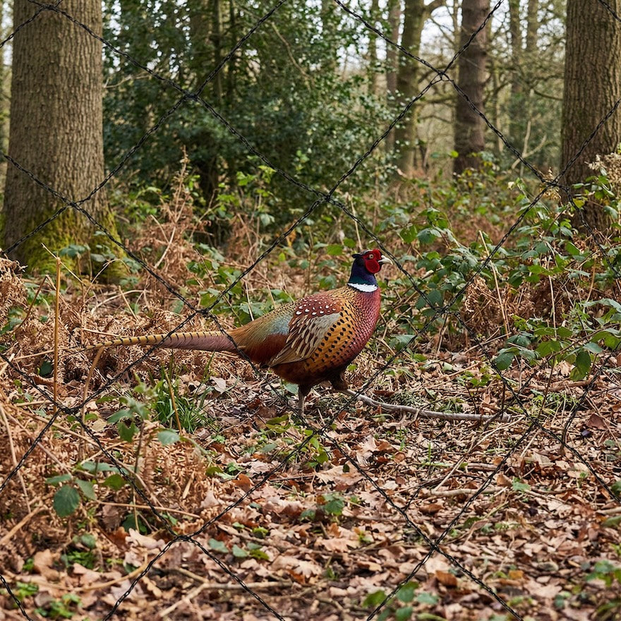 Game Bird Netting