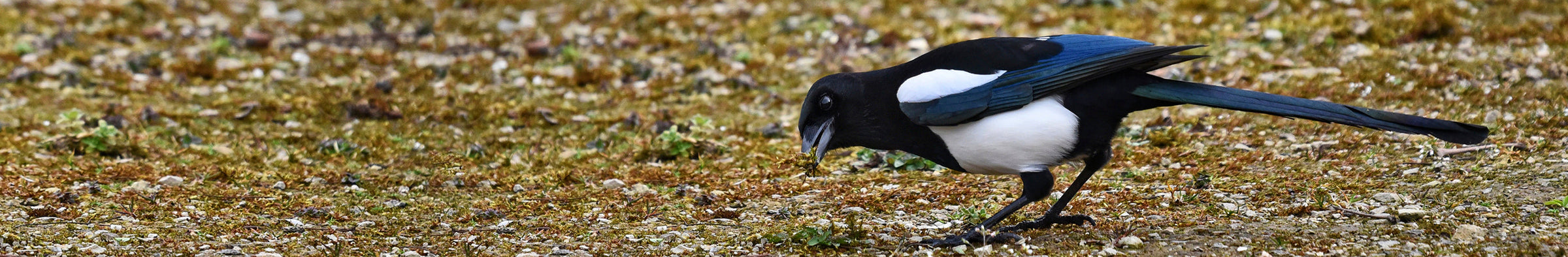 a magpie on the floor