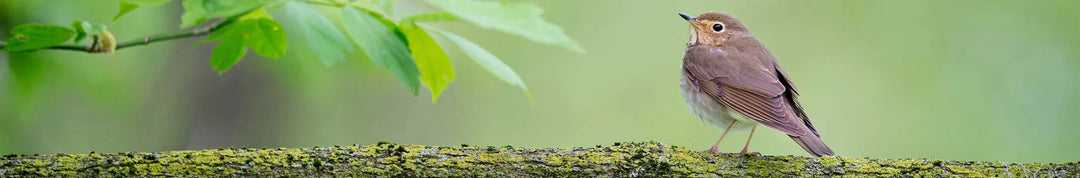 small robin on a branch