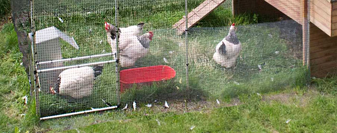 chicken cages