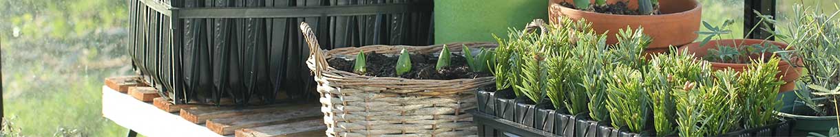 Plant Propagation