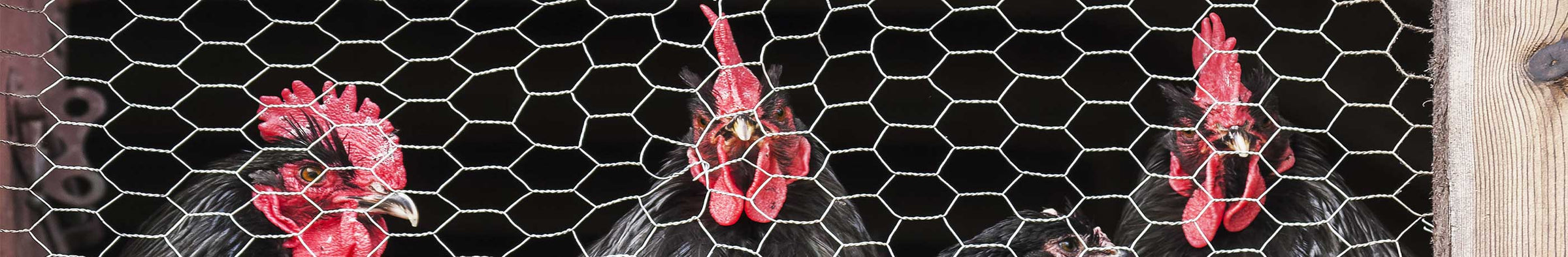 Poultry Netting