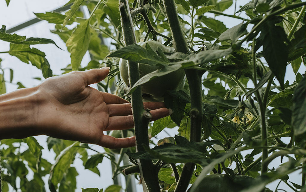 Tomato Growing