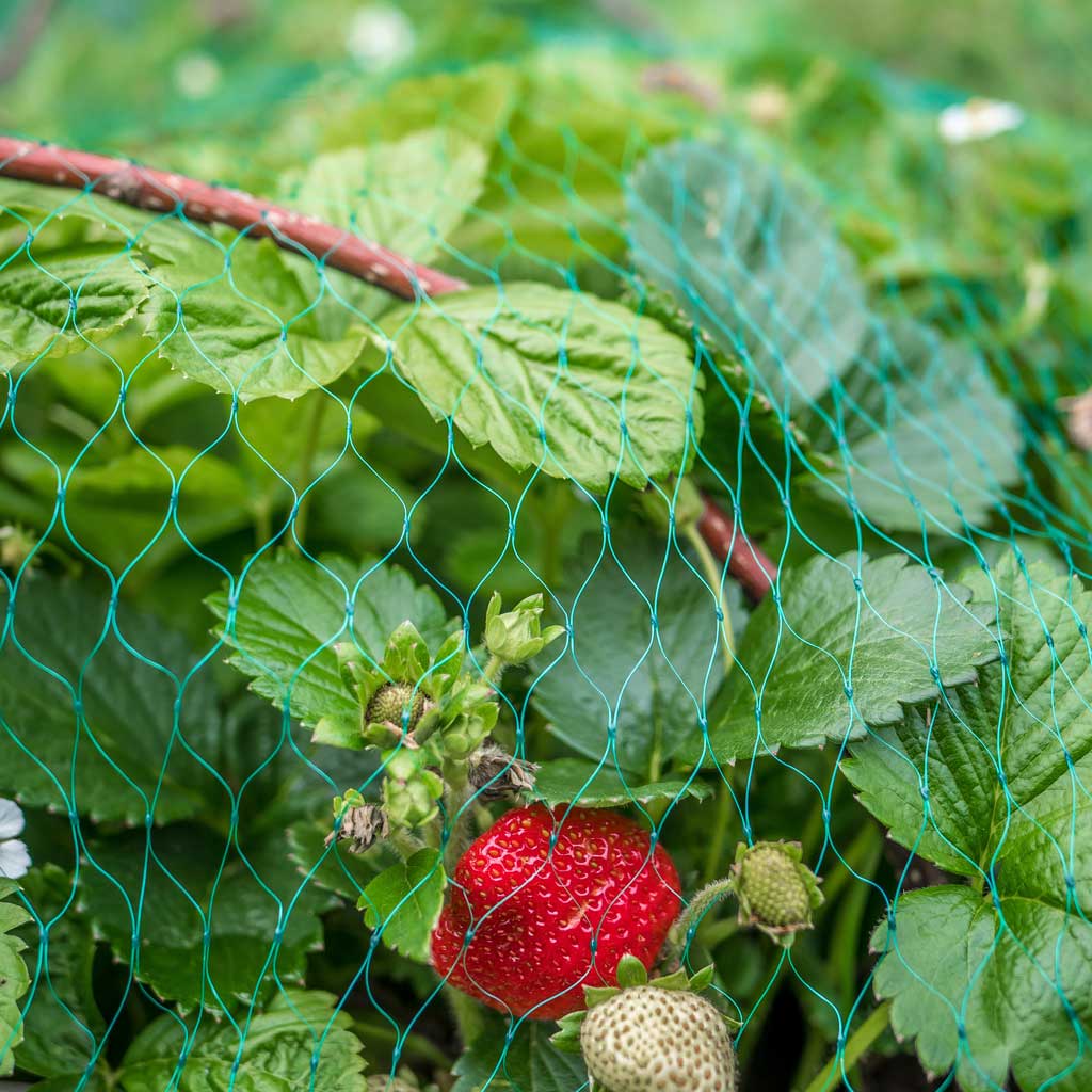 lightweight green plastic netting protecting strawberry plants