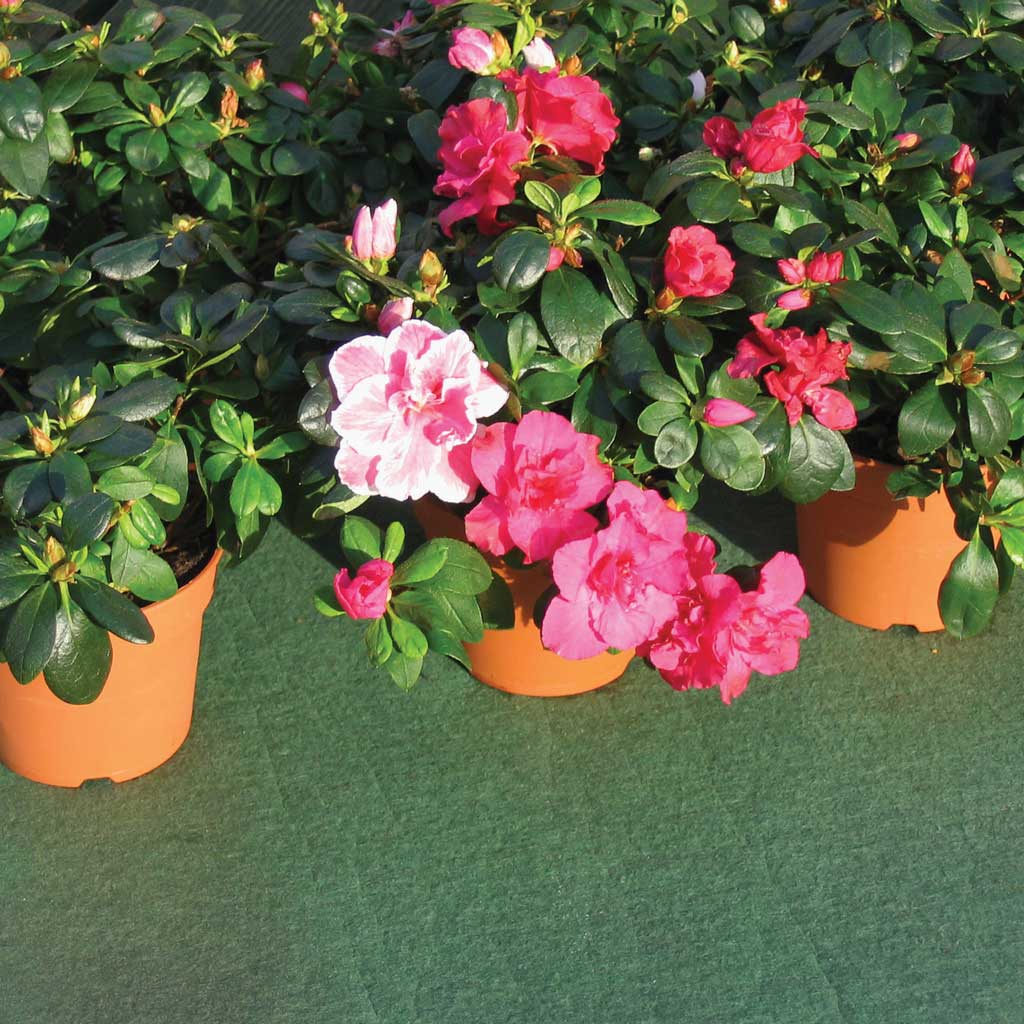 pots with pink petal flowers