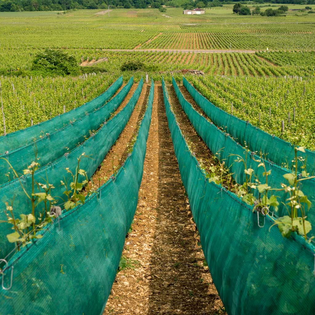 net fabric protecting crops in field