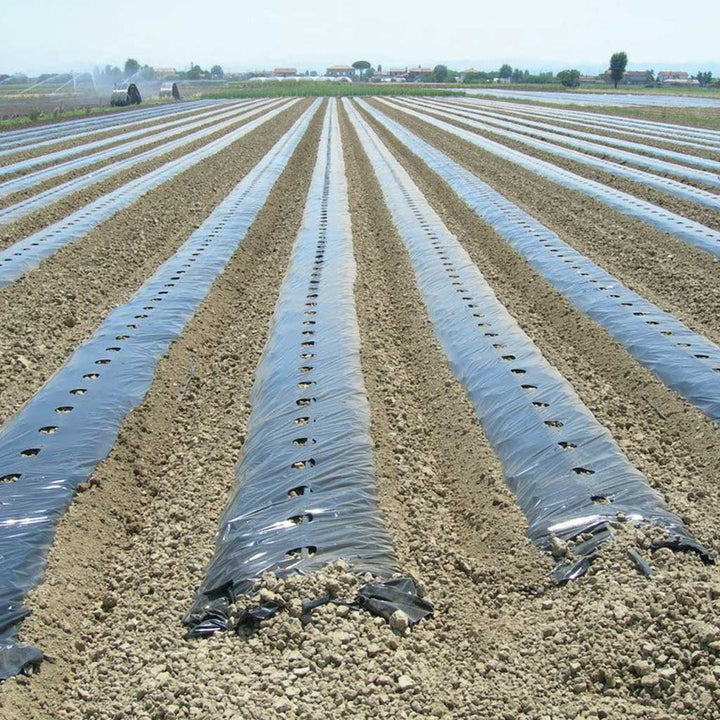 Plastic mulch sheeting on rows in a field
