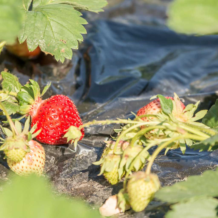 Strawberries growing on a black plastic mulch