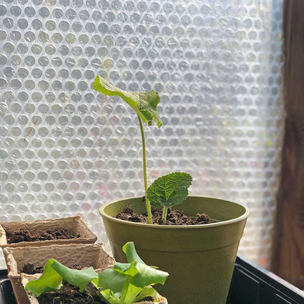 Small potted plant in front of a textured window