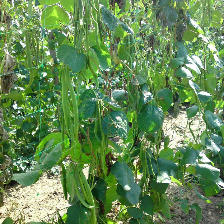broad beans growing up garden netting used as a trelis