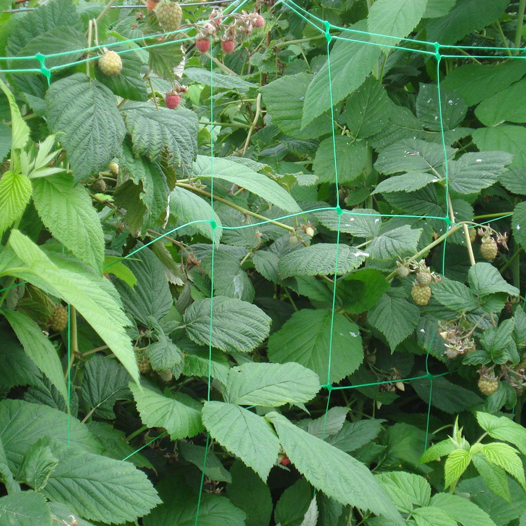 fruit bush with protective netting over the top