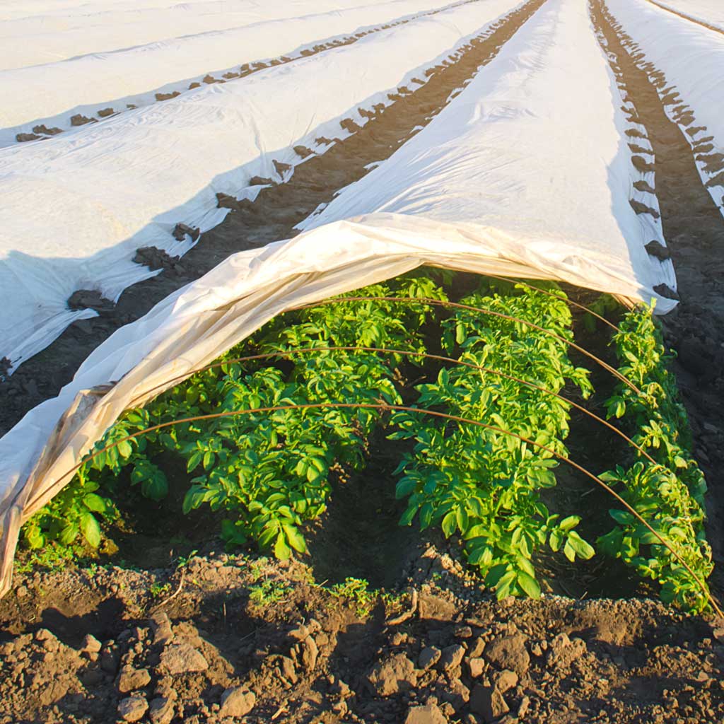 crop protection sheet over a field of crops