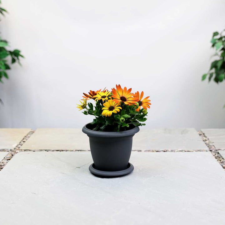 plant in a pot