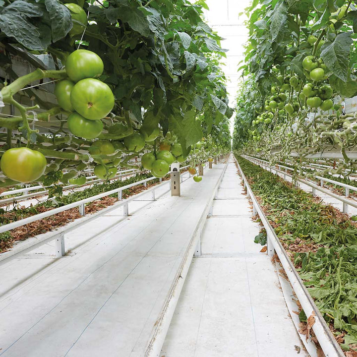tomatoes growing in greehouse