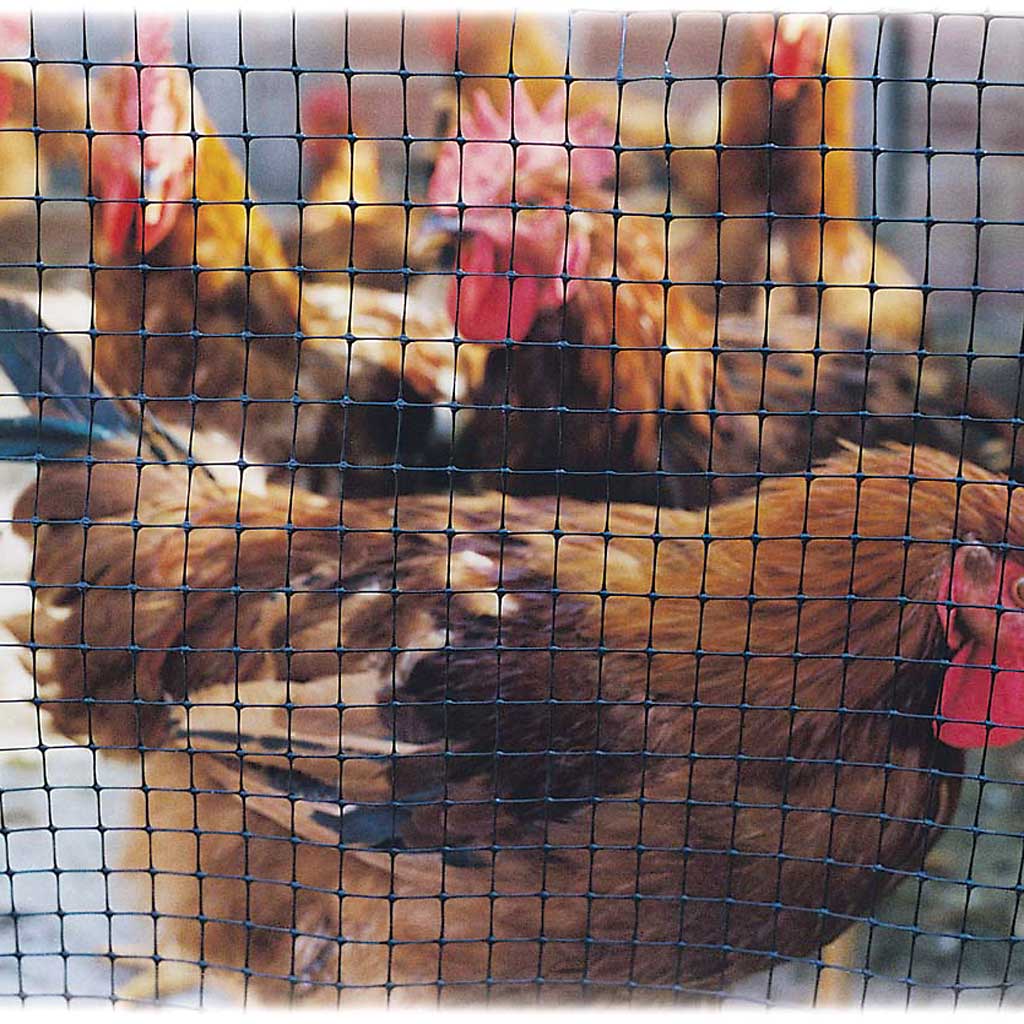 black lastic netting on chicken coop with hens