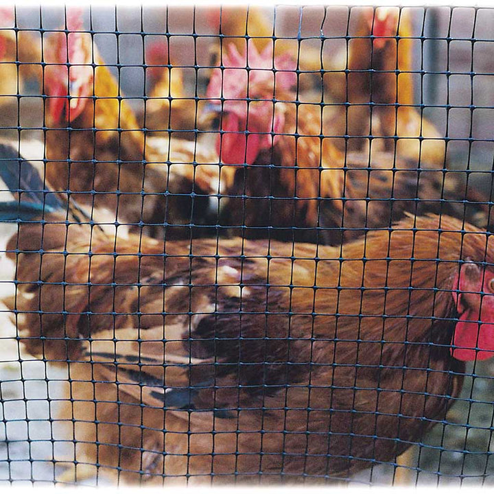 black lastic netting on chicken coop with hens