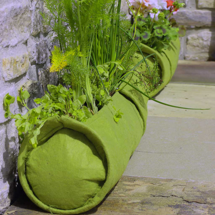 plants growing in a vigoroot plant tube