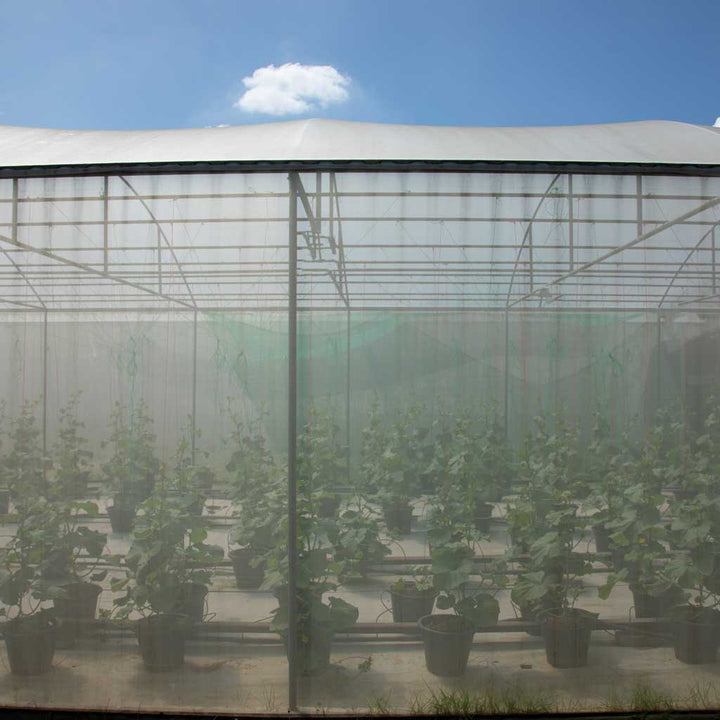 large fruit cage structure with garden micro mesh over the frame to protect crops