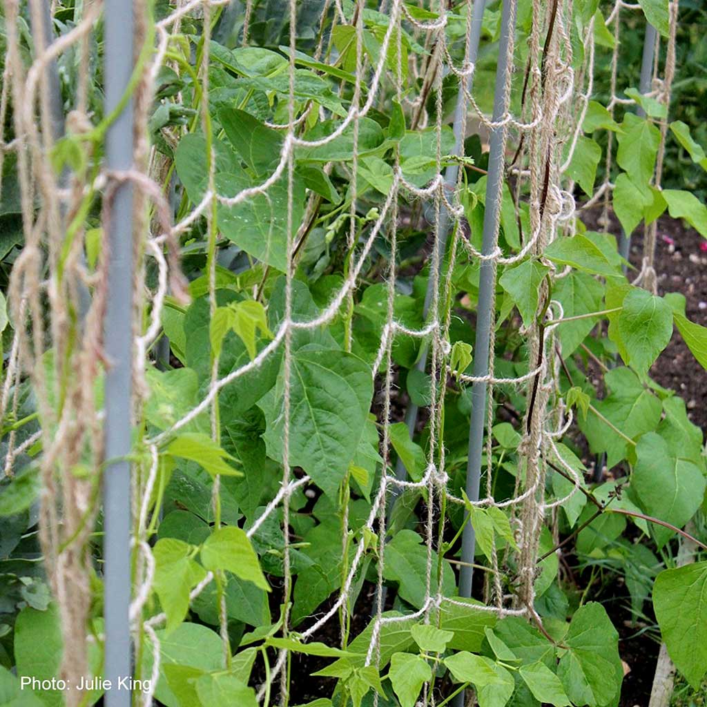 Green leaves and vines on a trellis in a garden setting