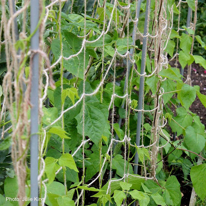 Green leaves and vines on a trellis in a garden setting