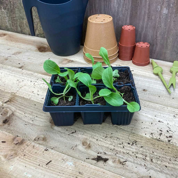 seedling trays