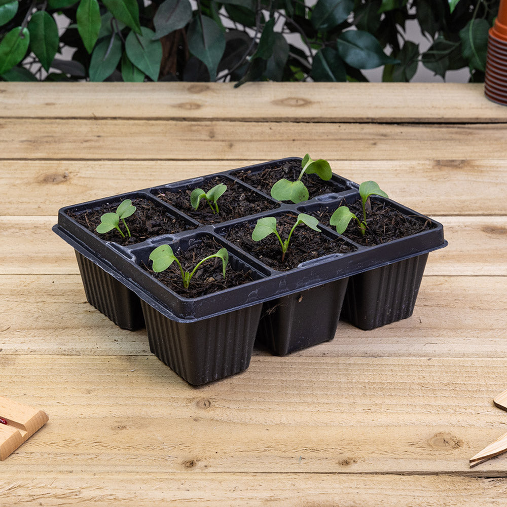 6 cell modular plant insert